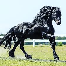 Kadrigulel Adli Kullanicinin Atlar Panosundaki Pin 2020 Siyah Alaca At At Fotografciligi Friesian