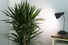 So far, the plant is thriving. Ge Grow Light Br30 Review Versatile And Inexpensive
