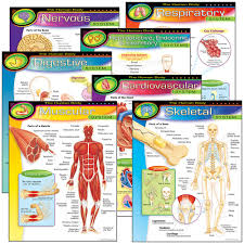 The Human Body Learning Charts Combo Pack