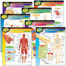 the human body learning charts combo pack