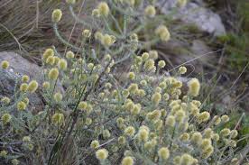Image result for Senecio milanjianus