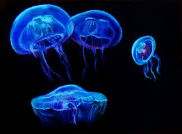 On 14ct navy aida, with glow in the dark and metallic thread. Glow In The Dark Jellyfish Drawing Jellyfish Drawing Jellyfish Art Dark Drawings