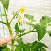 Beim tomaten ernten gibt es keinen allgemeinen zeitpunkt, wie es bei vielen anderen gemüsesorten der fall ist. Https Encrypted Tbn0 Gstatic Com Images Q Tbn And9gcs3 D 3v Gqcpgly8sqxjrnuxm Qnsdledk5dvvlt8scq6ji3lm Usqp Cau