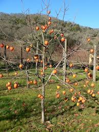 Citrus look and grow the best when given a nice big pot and lots of fertilizer. A Winter Wonder The Persimmon Tree Local Food Connect