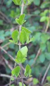 Image result for Volkameria