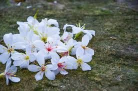 Image result for Vernicia