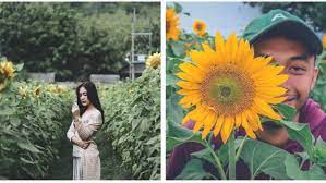 7 taman bunga terindah di indonesia wajib anda kunjungi: Sunflower Garden Destinasi Kebun Bunga Matahari Yang Hits Di Kediri Instagramable Banget Deh