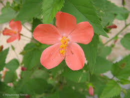 Image result for Hibiscus micranthus