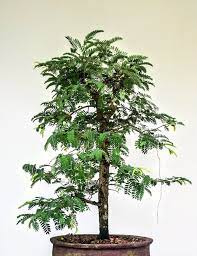 Learn Growing Tamarind Bonsai From Seeds Lifezshining Bonsai Plants Bonsai Patio Container Gardening