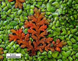Image result for Azolla filiculoides