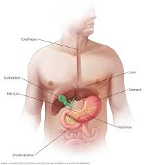 Image result for pancreas)