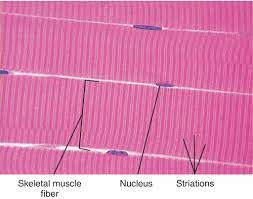 Fastest Striated Definition