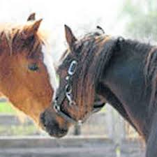 Da steht ein pferd auf dem flur war gestern, heute liegt es auf dem dach und wirft ziegelsteine nach unten. Stumpfe Gewalt Gegen Den Kopf Entsetzen Auf Dem Matthof Nach Mysteriosem Tod Von Hengst Kabarettist Munchen Landkreis