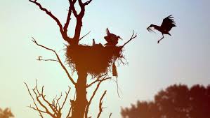 Situated in a national park, this hotel is 18.5 mi (29.8 km) from thialf ice stadium and within 32 mi (52 km) of tt circuit assen and wildlands adventure zoo emmen. Ooievaar Freedom Mag Geen Vrije Vogel Worden Trouw