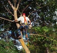 A golf course is a great idea from a business and investment standpoint — especially if you're a fan of the game. Tree Service Columbus Ohio Columbus Tree Service Tree Removal Trimming In Columbus Oh