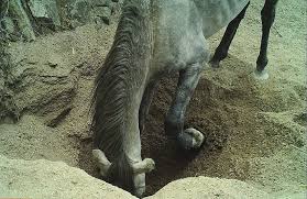This is particularly important if the well is an environmental, safety, or public health hazard. How Donkeys Digging Wells Help Life Thrive In The Desert