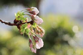 桜のつぼみ – フリー（無料）写真素材 ダウンロード blue-green