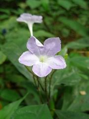 Image result for Asystasia vogeliana