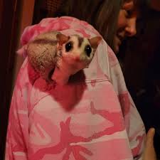 Sugar Glider Showoff