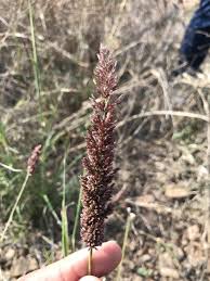 Image result for Eragrostis ciliaris