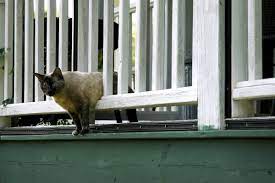 Check spelling or type a new query. Keeping Neighborhood Cats Off Porch Thriftyfun