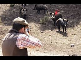 Nous les chassons par la suite depuis des aussi malin qu'il soit, le sanglier est cependant tombé dans une embuscade tendue par le chasseur. Chasse De Sangliers Geants Top 10 Tirs Video Dailymotion