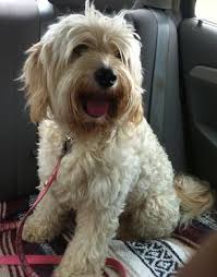 We have 6 gorgeous f2 labradoodle puppies for sale. Available Labradoodle Puppies For Sale In Sc Nc Danmar Labradoodles