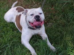They need a lot of attention because they tend to have emotional personalities…this makes them bond very closely with a good brushing with a hard bristle brush once a week is fine. Felix American Bulldogs