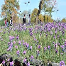 In summer season god decorate the soil of pakistan with a number of colorful and charming flowers. Islamabad A View Of Seasonal Flowers Flourishing And Blooming On Roadside Greenbelt To Mark Spring Season In The City Pakistan Point