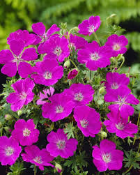 Image result for Geranium sanguineum Max Frei