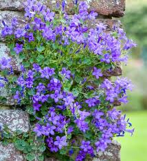 Buy Campanula Portenschlagiana Sarah Raven