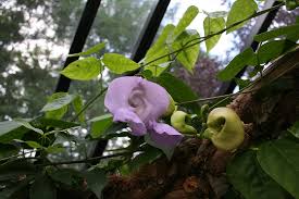 Image result for Vigna frutescens