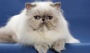 The persian is one of the most famous cat breeds in the world, and that's not without reason. Persian Cat Breed Information