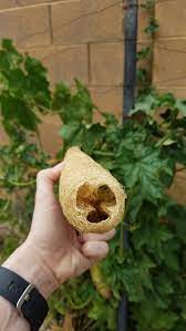 Tips For Growing Your Own Loofah Sponges Clever Pink Pirate Loofah Sponge Loofah Growing Plants