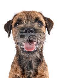 Maybe you would like to learn more about one of these? Young Border Terrier Peintures Murales Tableaux Isole Fond Blanc Studio Myloview Fr