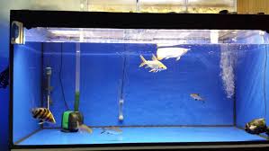 Betta fish can have tank mates with the right size aquarium and care. Compatible Fish Tank Mates List