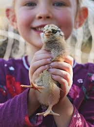 6 Chicks! Free Shipping