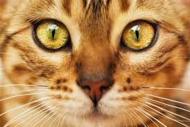 See more ideas about cats, cat facts, weird animals. Interesting Facts About Cat Eyes Myawesomecat Com