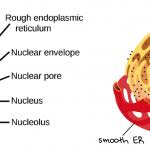 Animal Cell Flow Chart Diagram Nationalphlebotomycollege