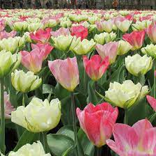 Tulips Purrisima And Flaming Purrisima Dutch Garden World Spring Flowering Bulbs Tulips Flowers Organic Raised Garden Beds