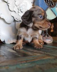 Browse photos and descriptions of 1000 of texas dachshund puppies of many breeds available right now! Pin On Dapper Dachshunds