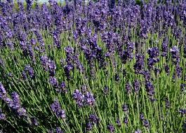 Image result for Lavandula angustifolia Vera