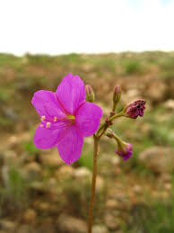 Image result for Commicarpus pentandrus