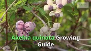 We did not find results for: Akebia Quinata Growing Guide Youtube