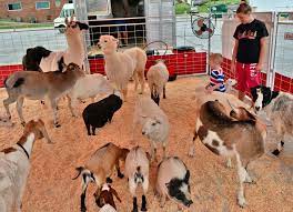 Το ελληνικό web meeting point. Great American Petting Farm With New Name Comes To Visit Life Arts Wvgazettemail Com