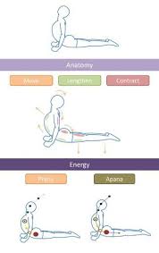 Bhujangasana Yoga Cobra Pose Steps And Benefits For Healthy Life Cobra Pose Yoga Cobra Pose Beginner Yoga Workout