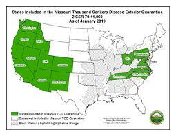 Thousand Cankers Of Black Walnut