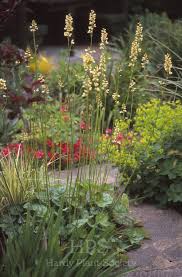 Image result for Heuchera cylindrica Greenfinch