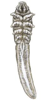 Image result for Demodex folliculorum