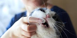 We did not find results for: How To Brush Your Cat S Teeth